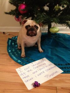 How to make sure your dog has a Merry Christmas! Tips on safety, gifts and guests.