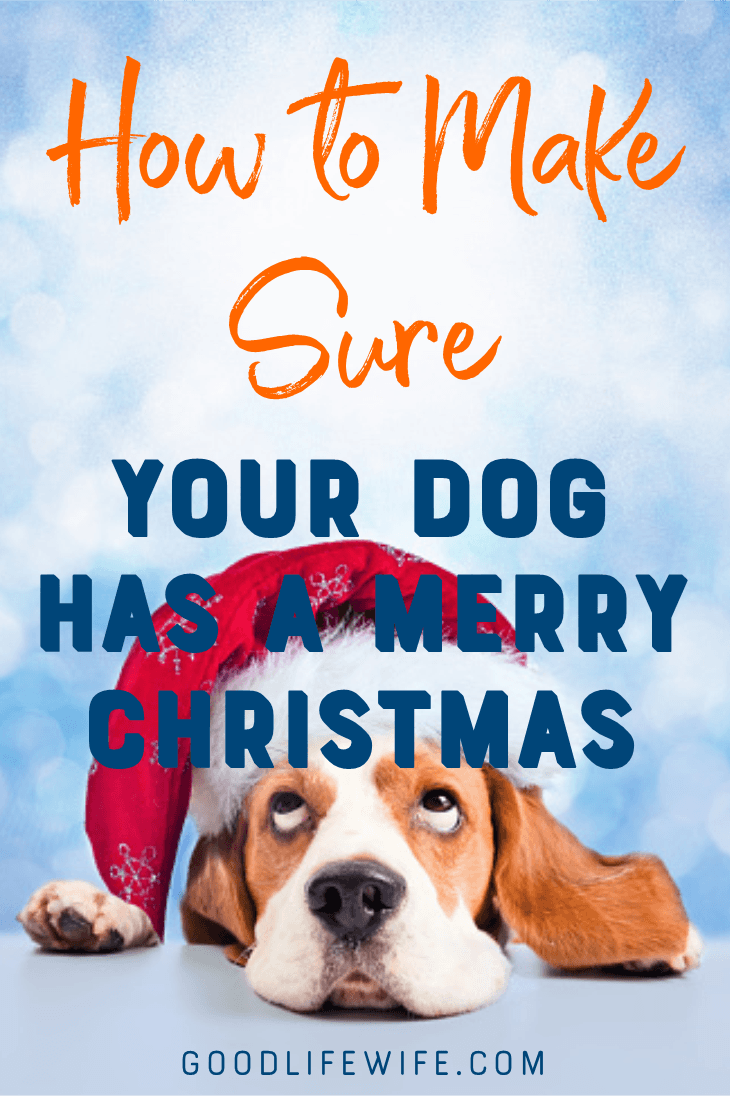 How to make sure your dog has a Merry Christmas! Tips on safety, gifts and guests.