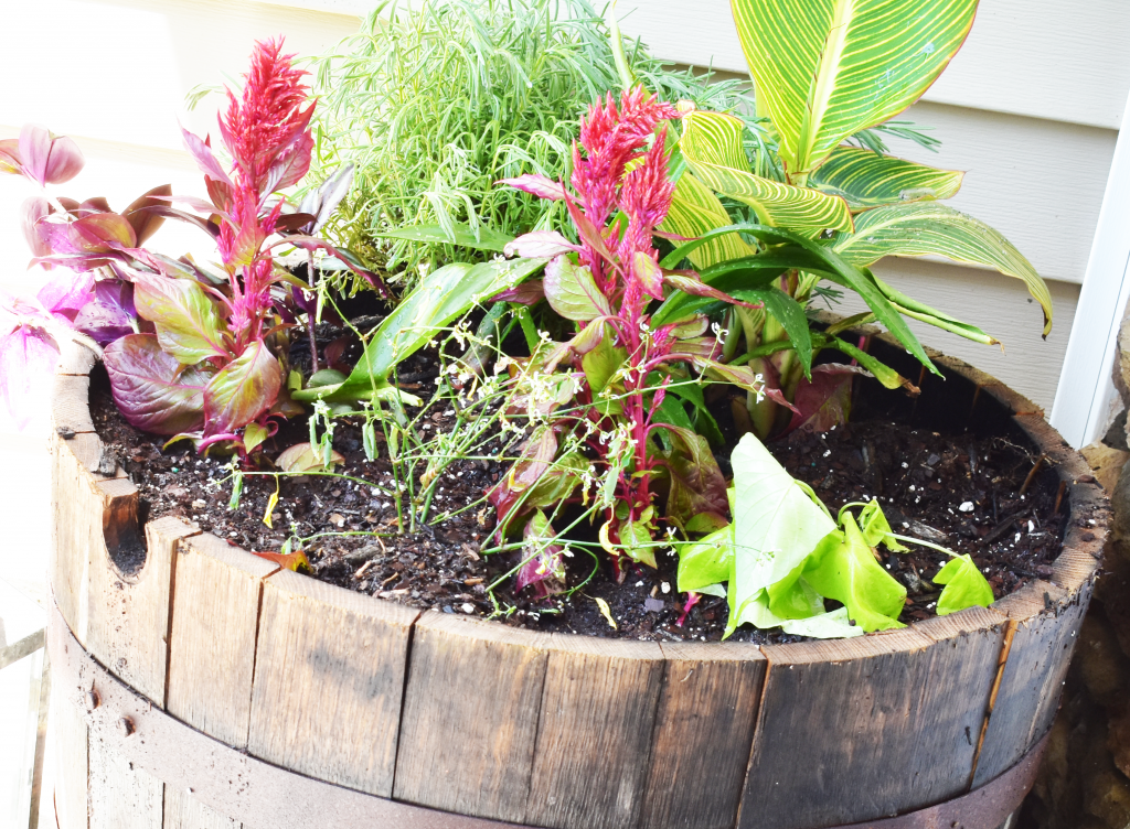 Learn how to plant a simple container garden on the cheap! All you need is a great design formula, inexpensive plants and a little patience.