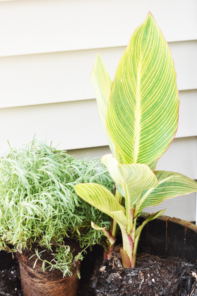 Learn how to plant a simple container garden on the cheap! All you need is a great design formula, inexpensive plants and a little patience.