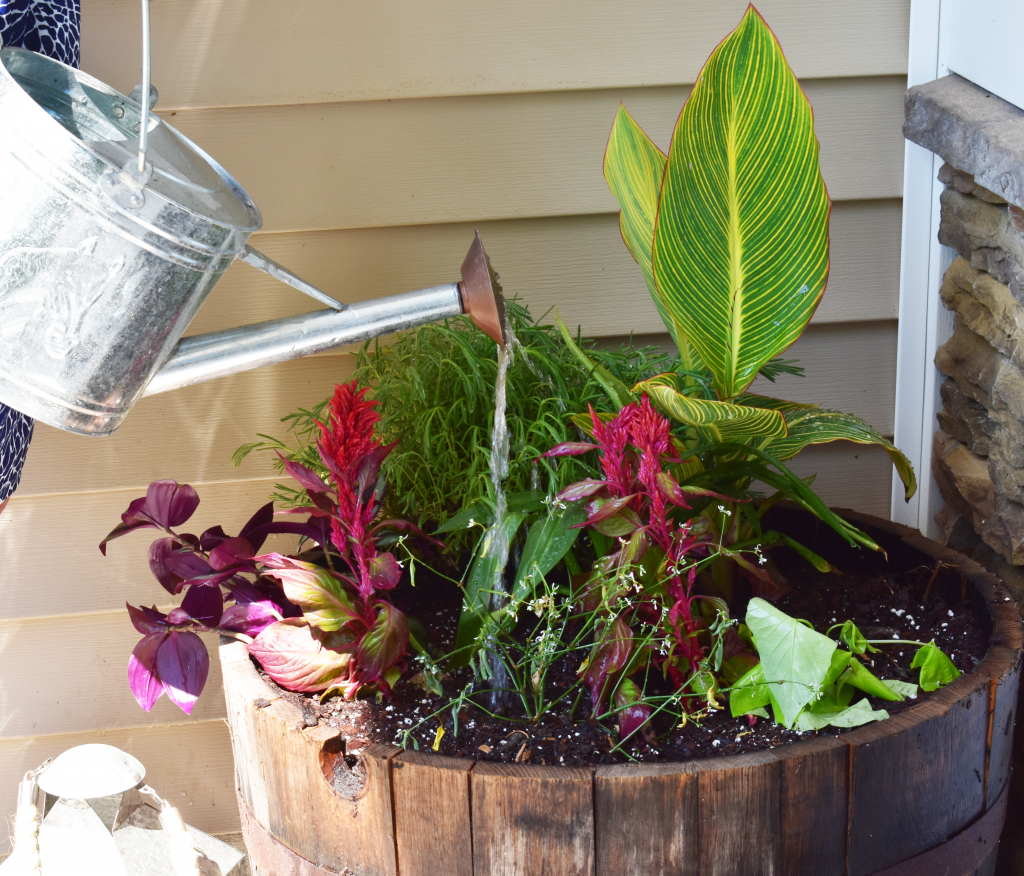 Learn how to plant a simple container garden on the cheap! All you need is a great design formula, inexpensive plants and a little patience.
